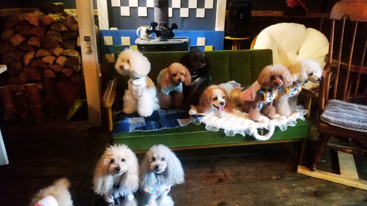 ペット可カフェのマナー